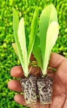 مزایای استفاده از سینی نشا
